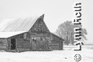 A Snowy Day in the Tetons - John Moulton Barn