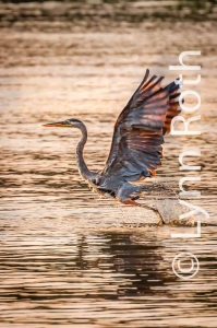 In the September evening light before me, a graceful Great Blue Heron takes flight lifting off the water with ease.  In the coves and inlets southeast of Osage Beach, the evening sun laced the rippled surfice with gold  as the heron searches for the last food of the day.  2009