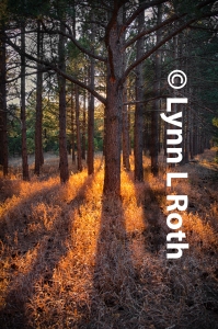 Illumination