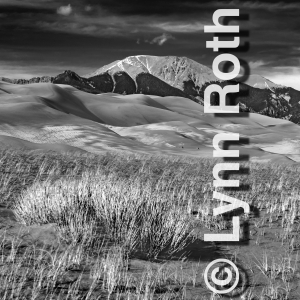 The elements in full force. The wind shows itself in the everchanging waves upon the sand, and the wind-blown stems of grasses bend in unison.
