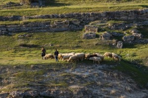shepherds.Pamukkale