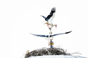 Stork.Pamukkale