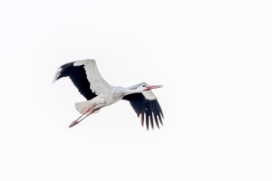 Stork.Pamukkale