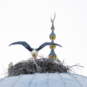 Stork.Pamukkale
