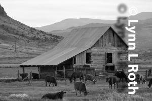 Weathered Barn Outside Del Norte