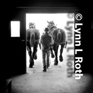 With effortless, gentle power, they move into the bright, morning sunshine.  Harnesses ready, the massive horse power leaves the stables ready for teamwork.