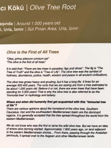 Olive Oil Museum