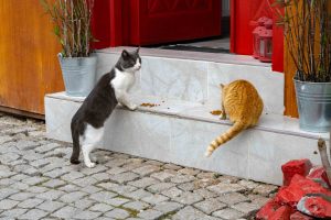 2_DSC2131