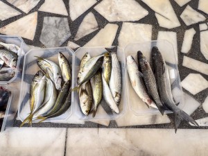 Daily Fish Auction, Iskele