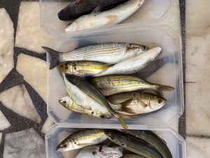 Daily Fish Auction, Iskele