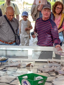 Daily Fish Auction, Iskele